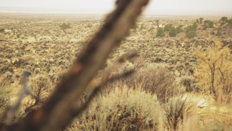 vista sobre el desierto de matorral de colorado