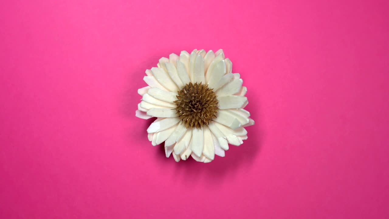 hermosa flor de margarita rápida girando en un fondo rosado giratorio.