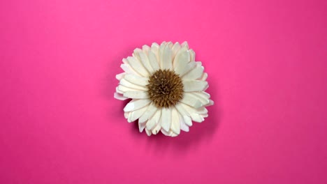 beautiful single daisy flower fast spinning on a rotating pink background.