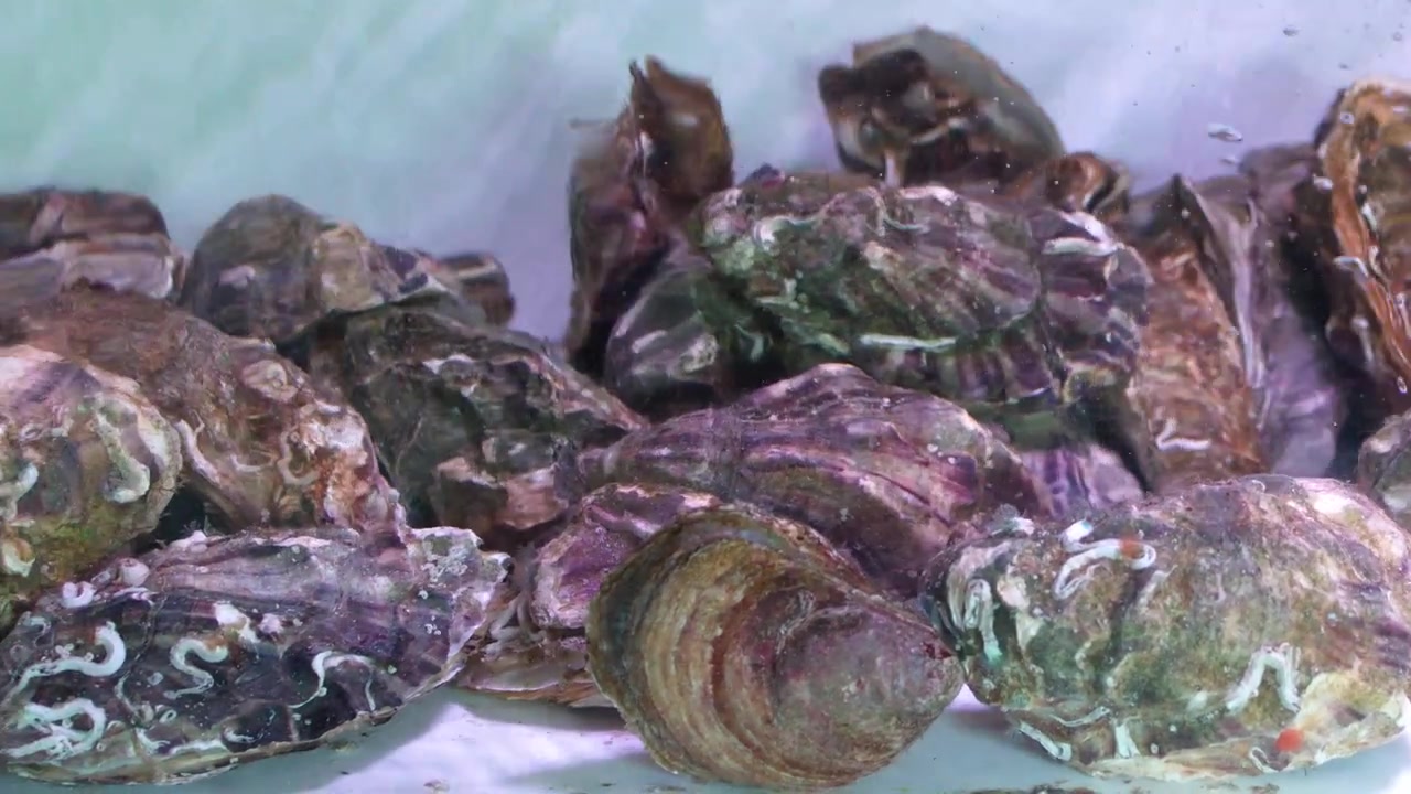 Inquadratura media statica di ostriche vive immerse in un acquario gorgogliante in un mercato del pesce