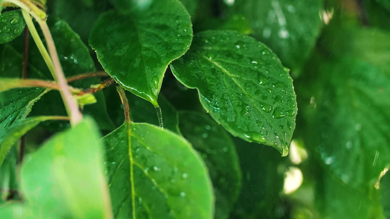 planta verde en la lluvia de primavera