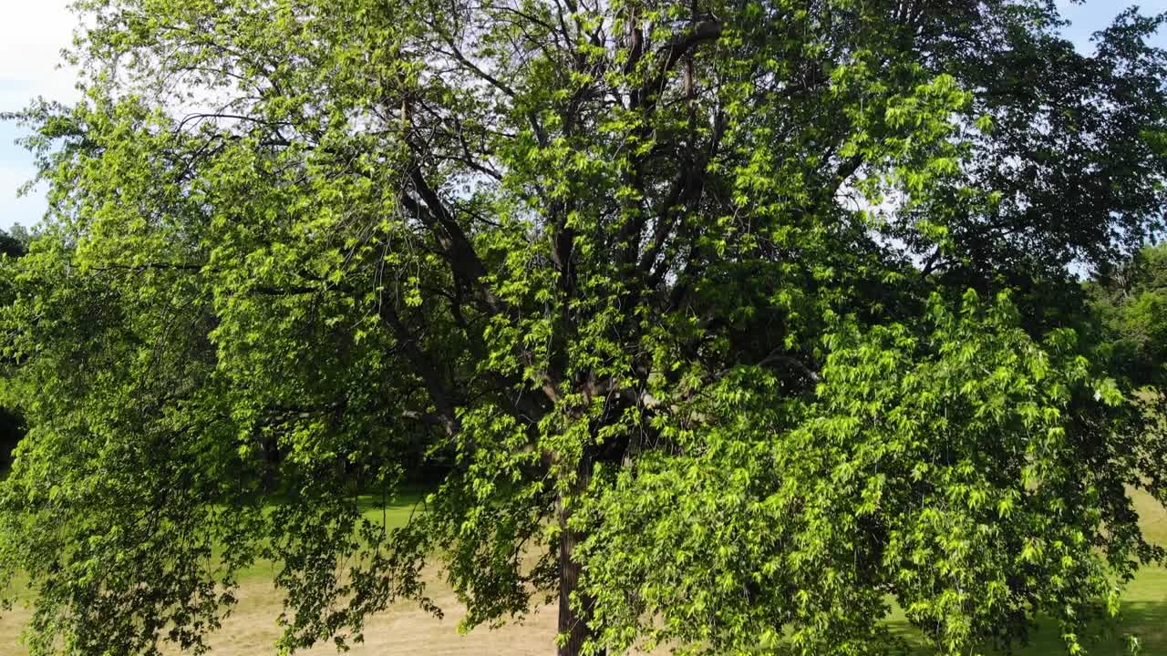4K aerial landscape view of a park with buildings in the background