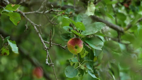 Apples hanging from branches of tree