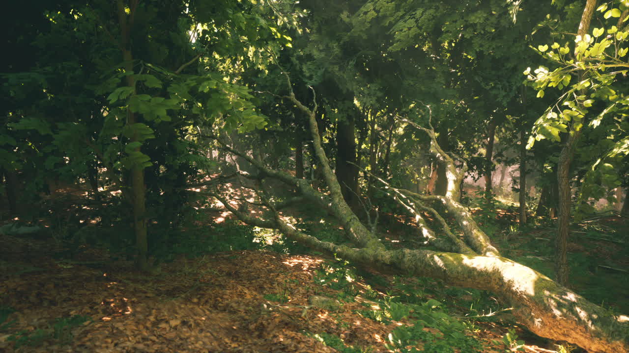 늦은 오후에 얼룩진 빛으로 숲길을 따라 떨어진 나무