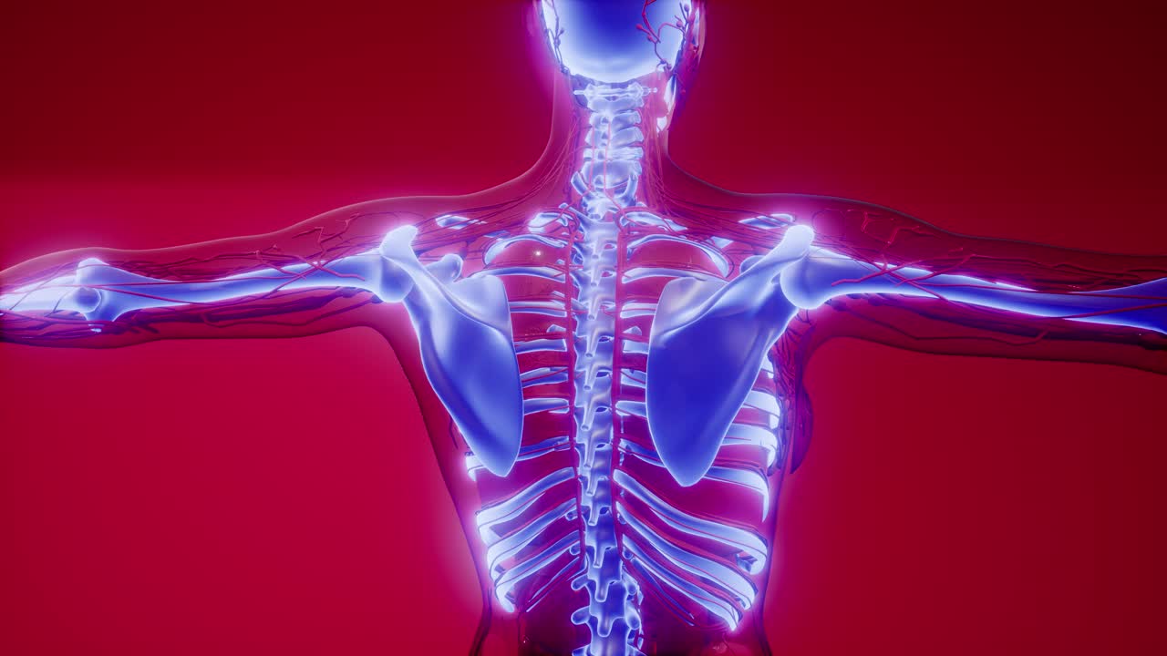 cuerpo humano transparente con huesos visibles