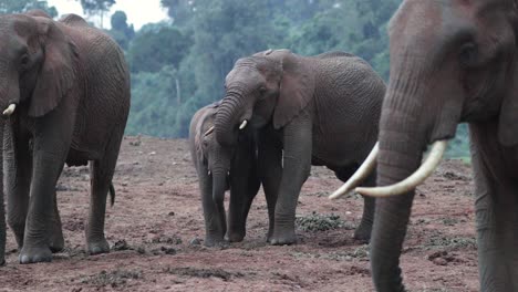 Aberdare-National-Park---Adult-African-Elephants-With-Calf-In-Kenya,-Africa