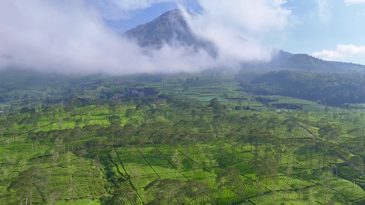 Aerial view of lush green tea plantations on a mountain slope covered in mist, with dramatic clouds drifting around the peak under a bright blue sky. Bedakah tea plantation, Indonesia