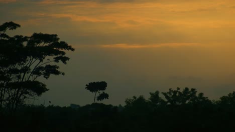 tropical forest sunset or sunrise setting and silhouette of trees and flying birds nestling on the branches