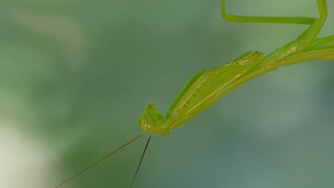 static shot of green macro mantis in tambopata, madre de dios region, peru, in the peruvian amazon