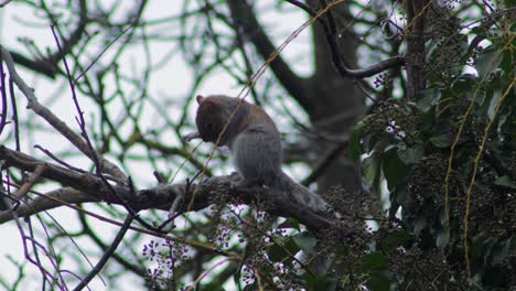 grey squirrel up high on branch grooming scratching itself