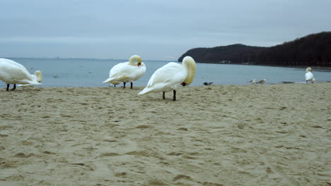 Close-up Swans wash themselves on the beach