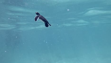 juvenile sea turtle swimming and flapping its flippers under clear blue water