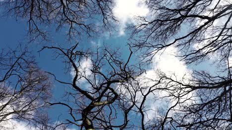 point of view looking up to the sky through treetops spinning around-1