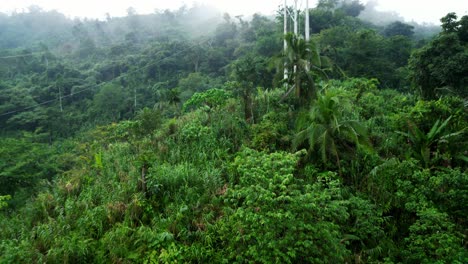 Exuberante-Bosque-Verde-En-Una-Mañana-Brumosa-En-Catanduanes,-Filipinas