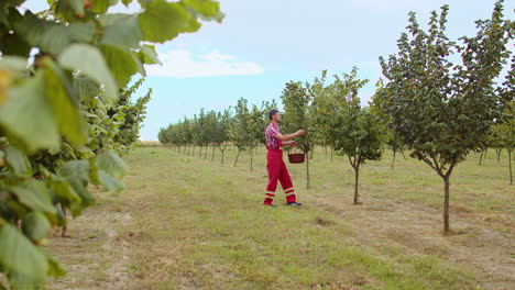 Man-agronomist-plucks-collects-ripe-hazelnuts-from-deciduous-hazel-trees-rows-in-garden,-harvesting