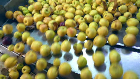 apples on a conveyor belt