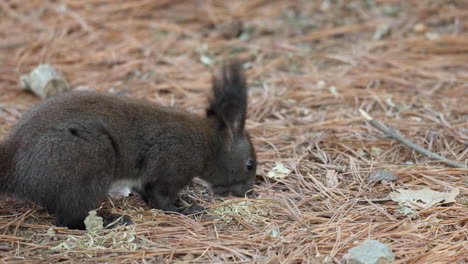 Eurasian-Red-Squirrel-Finds-the-Nut-in-Spruce-Needles-on-the-Ground,-Picks-Up-Nut-And-Runs-Away