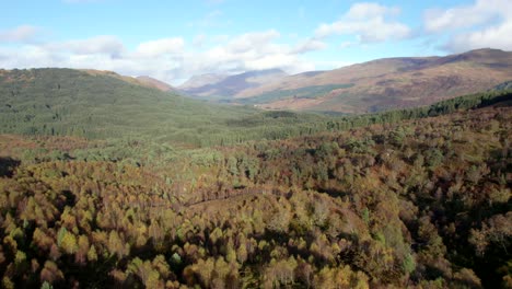 A-drone-flies-forward-above-a-forest-canopy-of-native-birch-trees-in-full-autumn-colour-and-a-wall-of-non-native-conifers-in-a-forestry-plantation-set-amongst-a-hilly-landscape