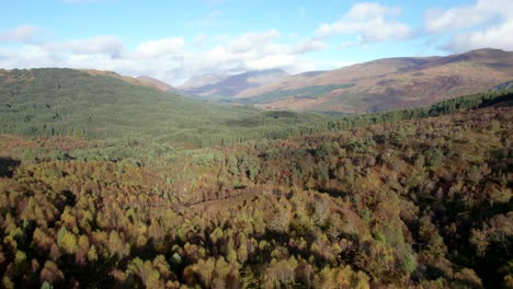 un dron vuela hacia adelante sobre un dosel forestal de abedules nativos en pleno color otoñal y una pared de coníferas no nativas en una plantación forestal ubicada entre un paisaje montañoso