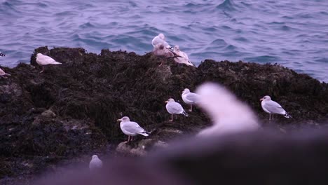 seagulls close up