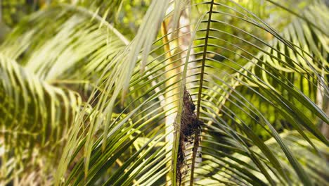 Wide shot of Hermit Hummingbird hovering and going on to sit in the hanging nest to brood its clutch