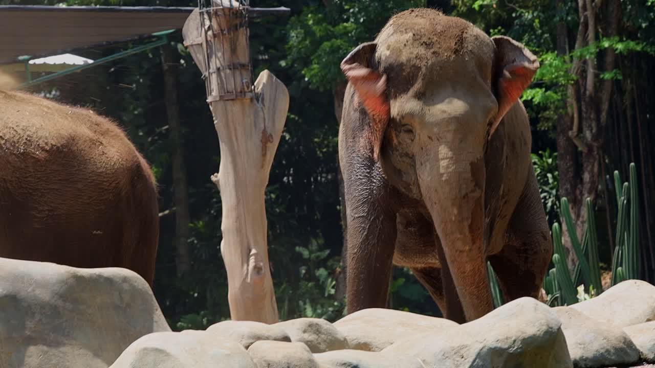 Elephants in a Zoo