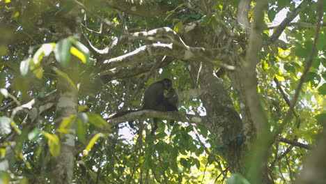 Couple-of-The-titis,-or-titi-monkeys,-New-World-monkey-standing-on-a-tree-in-costa-rica-tropical-rainforest-jungle-in-central-america