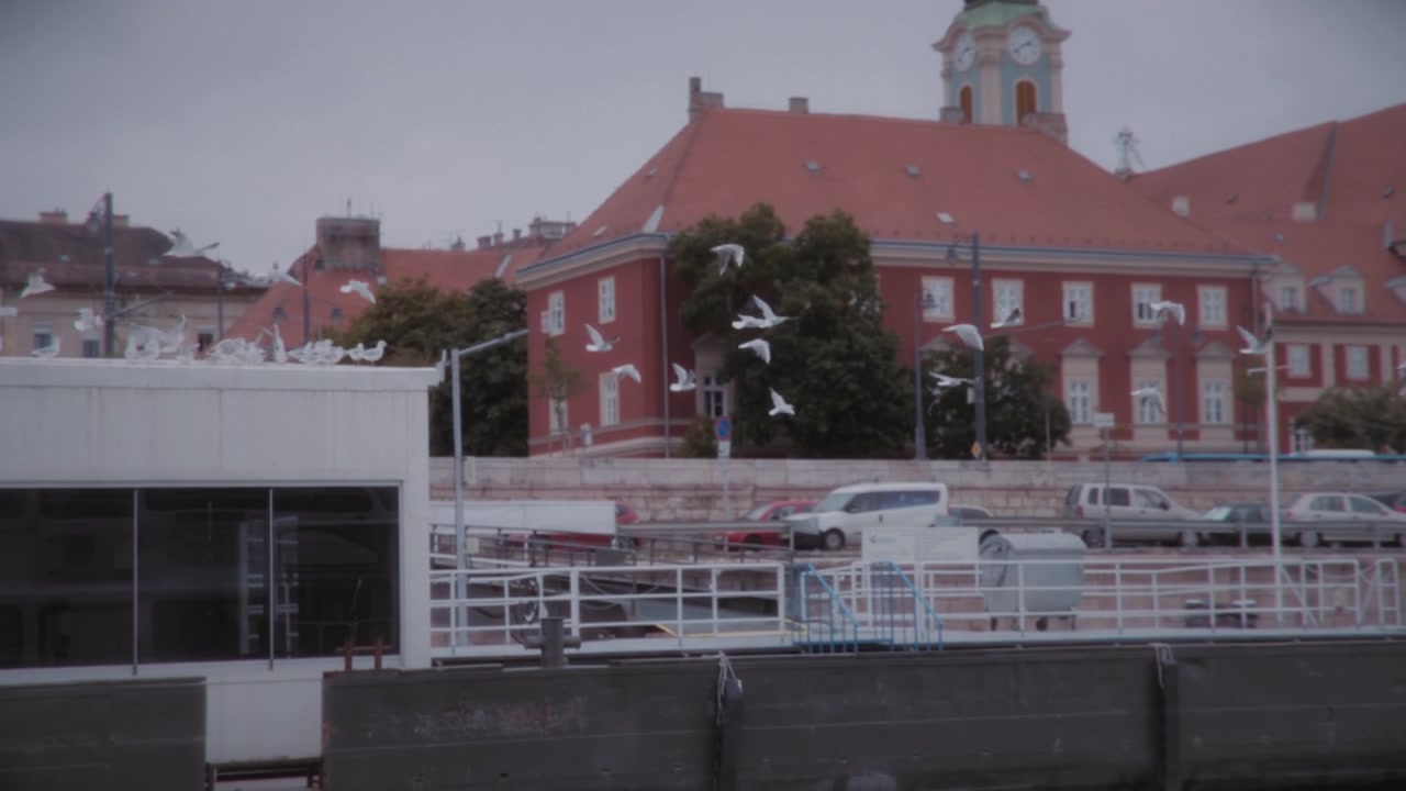 Mewy latające nad brzegiem rzeki w pobliżu zabytkowego budynku