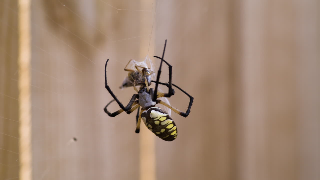 노란색 정원 거미가 그물에 메 ⁇ 기를  ⁇ 혔습니다.