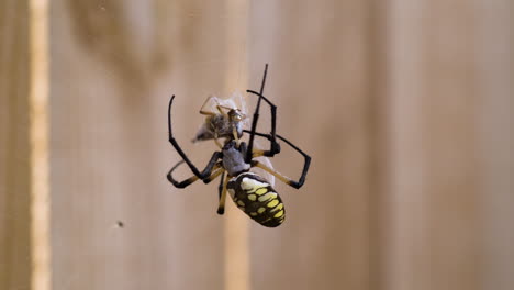 Gelbe-Gartenspinne-Hat-Eine-Heuschrecke-In-Ihrem-Netz-Gefangen