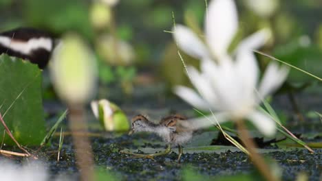 Beautiful-Chicks-of-Jacana-Feeding-in-water-Lily-Pond-in-Morning