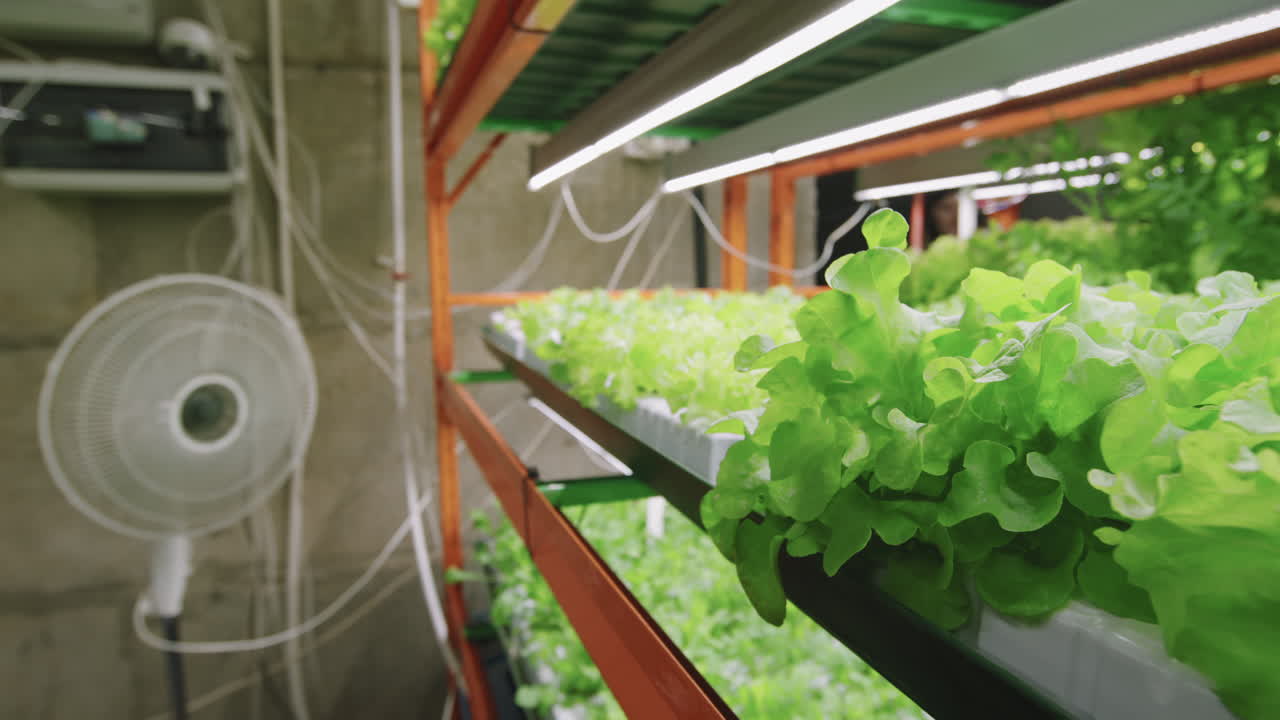 Ventola che soffia su piante in crescita in una vertical farm
