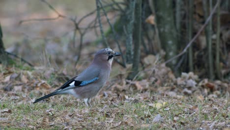 Eurasian-jay-bird-hides-buries-acorns-for-winter