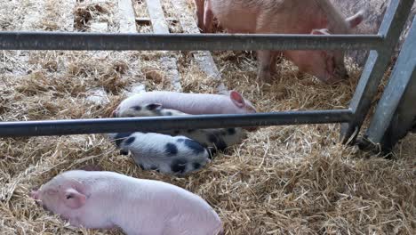 piglets sleeping whilst mum provides for them by eating hay