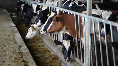 long shot of herd of holstein and jersey heifers eating feed from trough