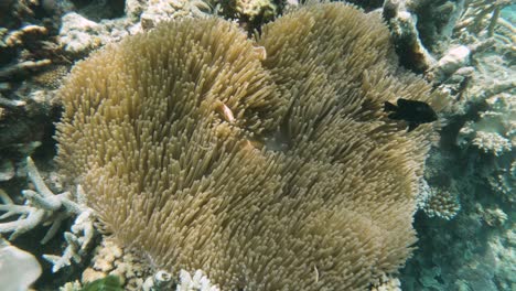 large anemone hosting a family of pink anemonefish on a coral reef ecosystem on the great barrier reef