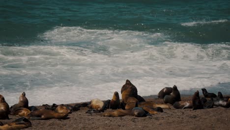 Grupo-De-Lobos-Marinos-Del-Sur-Durmiendo-Y-Tomando-El-Sol-En-La-Costa-De-La-Península-De-Valdés,-Chubut,-Argentina