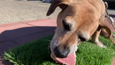 cachorro disfrutando de comer carne afuera