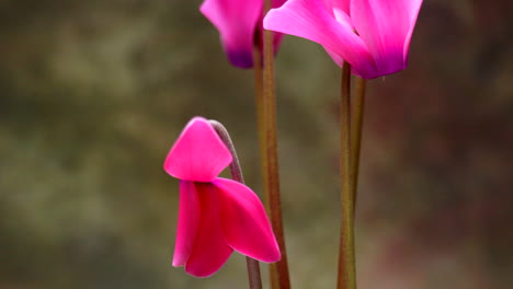 cyclamen flower bud opens its petals in time-lapse motion