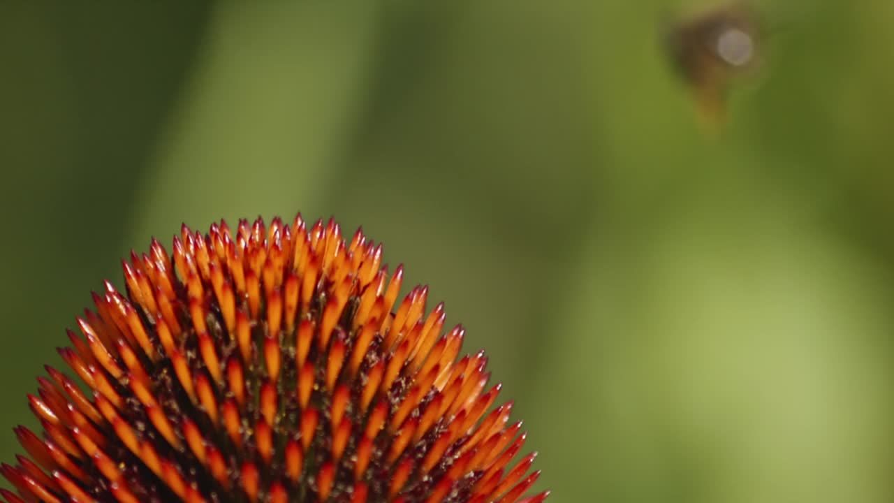 la abeja de la miel despegando en vuelo desde una coneflower naranja
