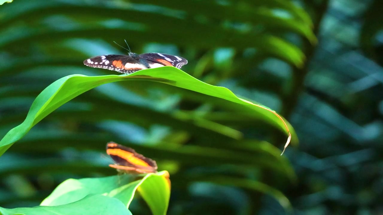 Schmetterlinge auf üppig grünen Blättern