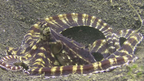 Unterwasseraufnahme-Eines-Mimic-Octopus,-Der-Sich-Stück-Für-Stück-In-Sein-Loch-Zurückzieht,-Bis-Es-Vollständig-Mit-Sand-Bedeckt-Ist