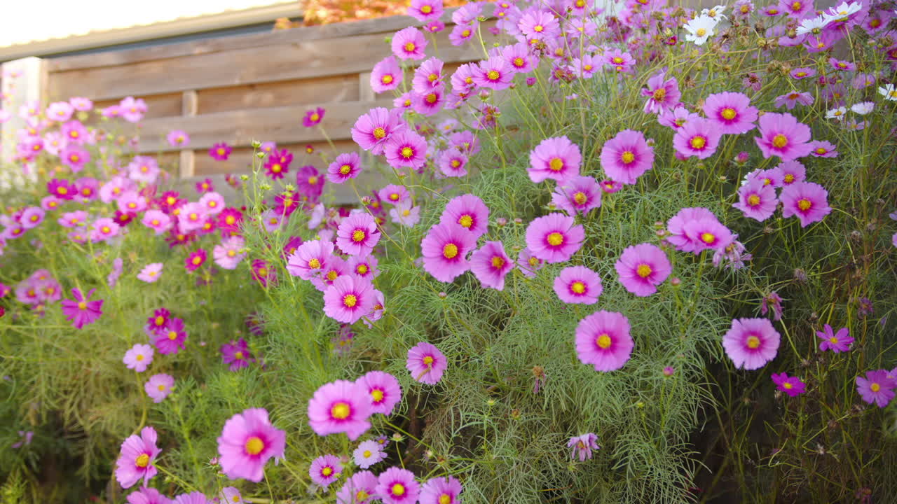 Beautiful Pink Garden Cosmos In Bloom During Spring. closeup shot
