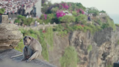 monkey resting view uluwatu temple during sunset, flower in background