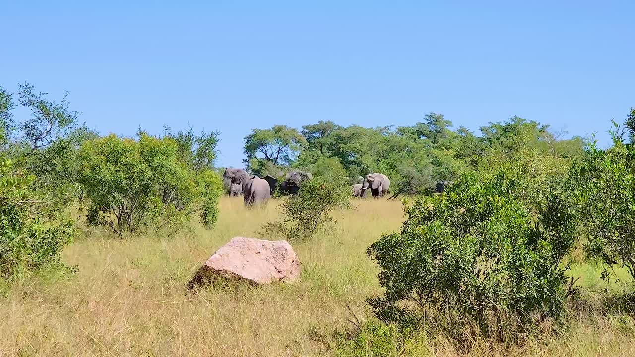 사바나 의 코끼리 들
