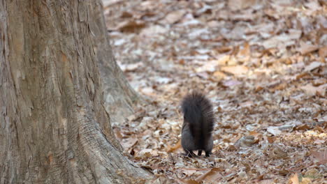 Eurasian-red-squirrel-jumps-on-a-ground-holding-chestnut-nut-in-a-mouth-at-autumn-forest