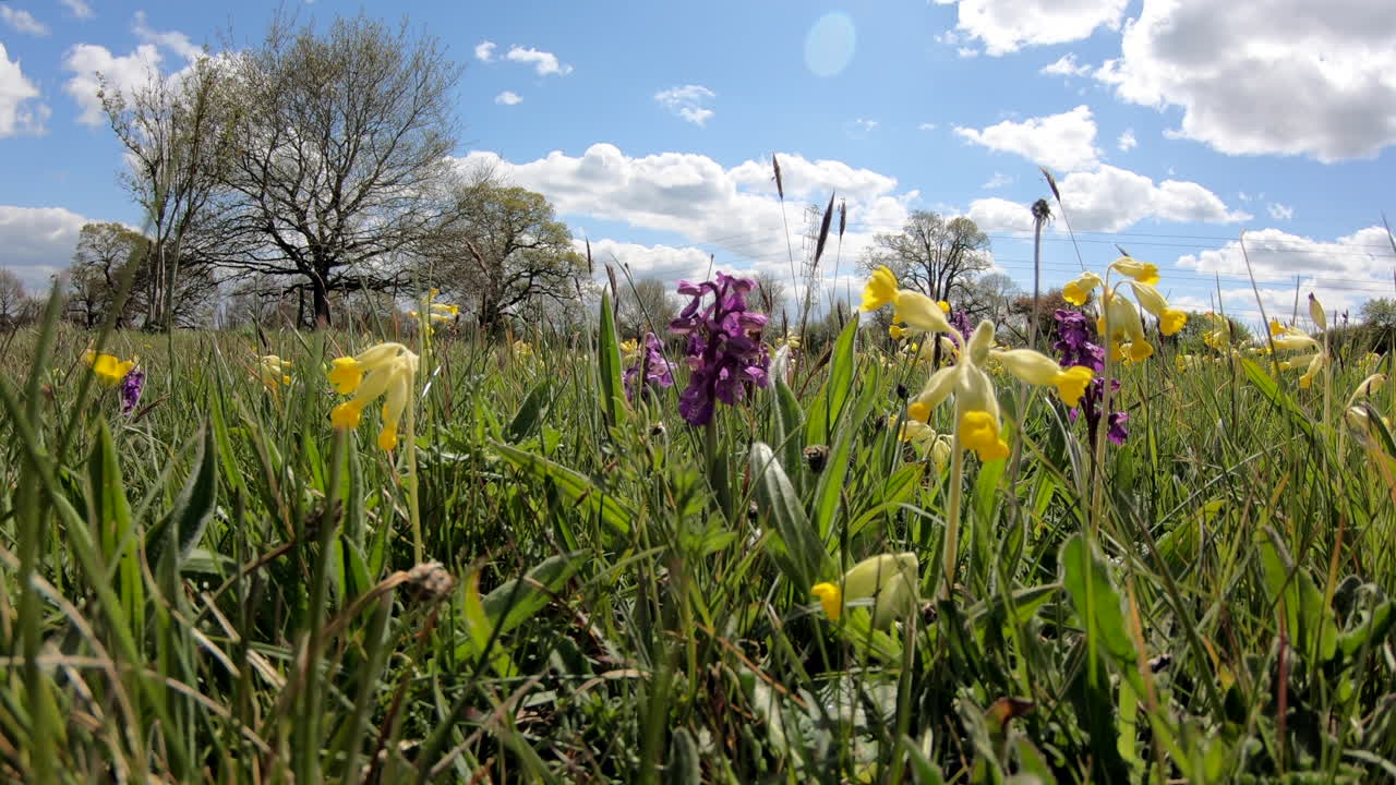 Vilde gule kodriverblomster og lilla tidlige orkideer blomstrer på en vild blomstereng i Worcestershire, England, midt i det kraftige grønne enggræs