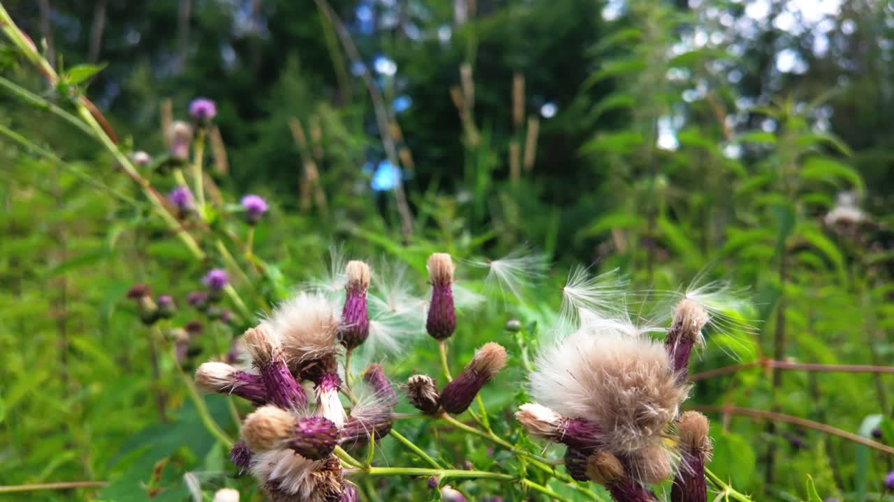 Close-up of thistle flowers with fluffy seeds blowing in the wind on a sunny day