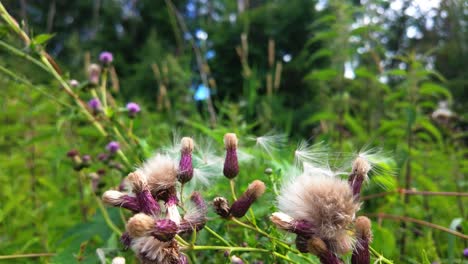 primer plano de flores de cardo con semillas esponjosas soplando en el viento en un día soleado
