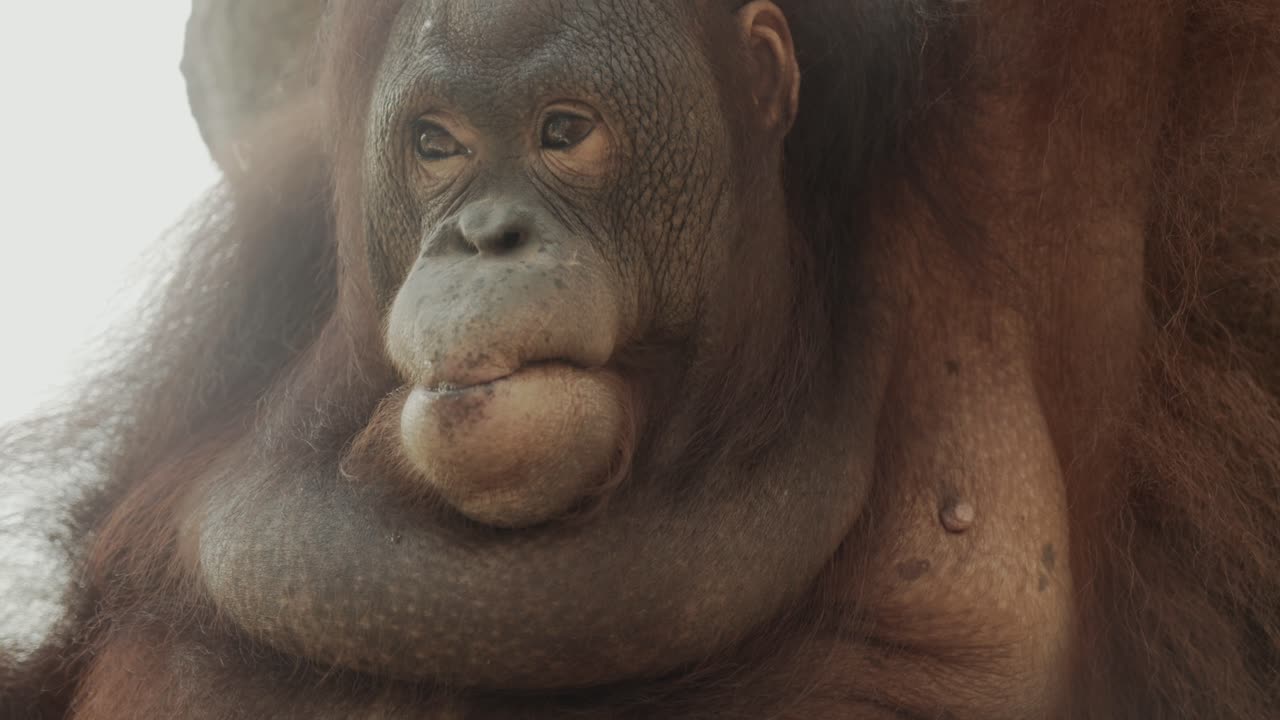 Old female orang-utan in the tree is sitting and turning it's head while using hands to hold onto branches